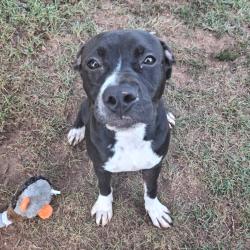 Shelter Stray Male Dog last seen , 328 Furman Hall Rd, Greenville, SC 29609, USA