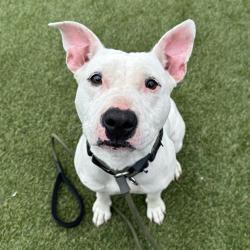 Shelter Stray Female Dog last seen , Animal Care & Control Team of Philly, 111 W Hunting Park Ave, Philadelphia, PA 19140, USA