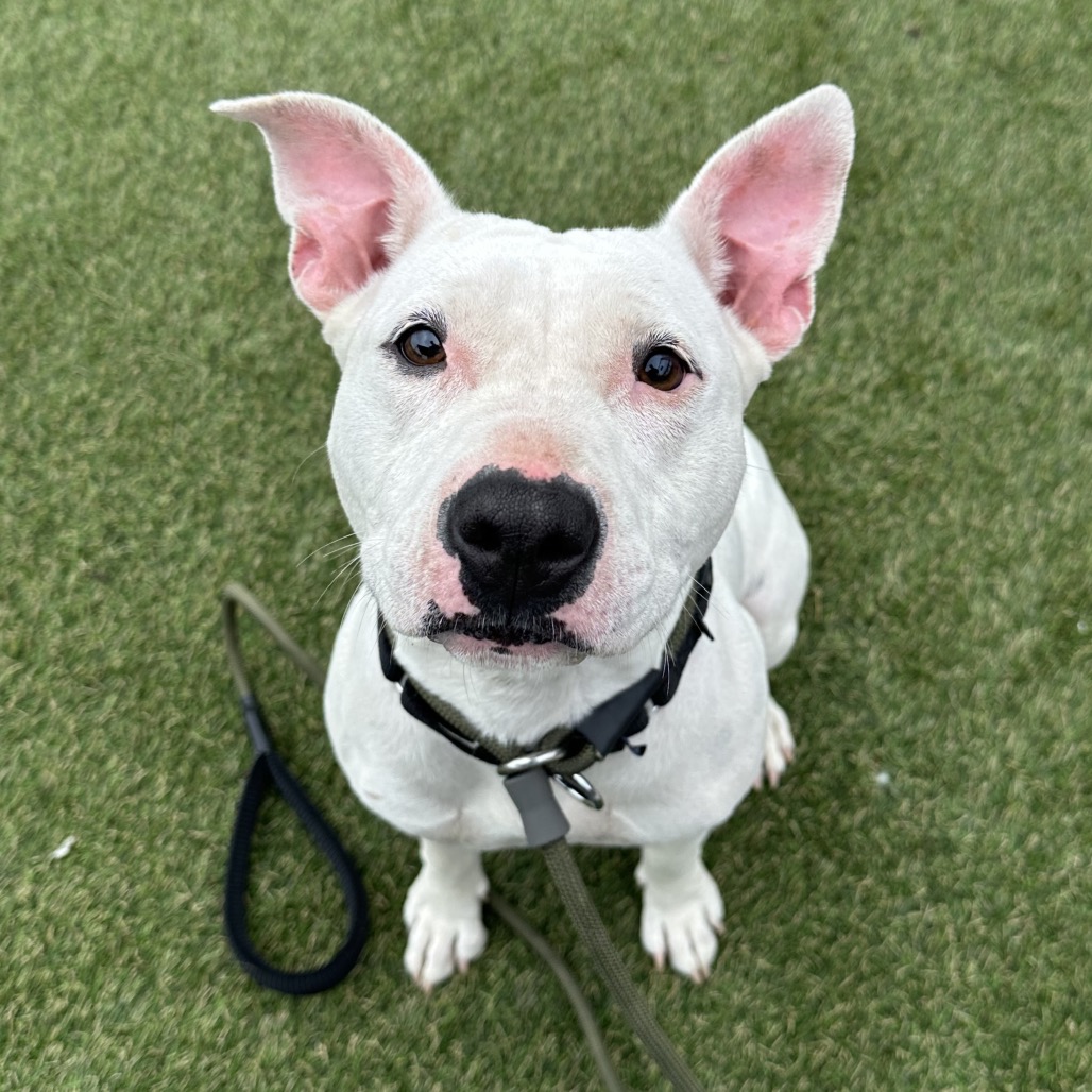 Shelter Stray Female Dog last seen , Animal Care & Control Team of Philly, 111 W Hunting Park Ave, Philadelphia, PA 19140, USA