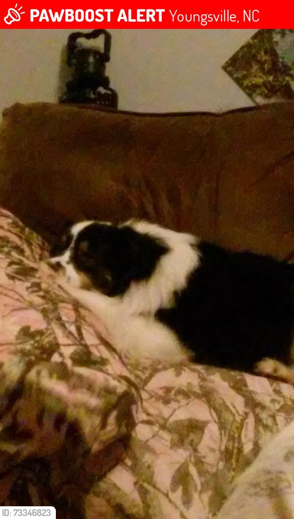 Lost Male Dog last seen Mill Creek subdivision and hicks road, Youngsville, NC 27596
