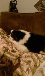 Lost Male Dog last seen Mill Creek subdivision and hicks road, Youngsville, NC 27596