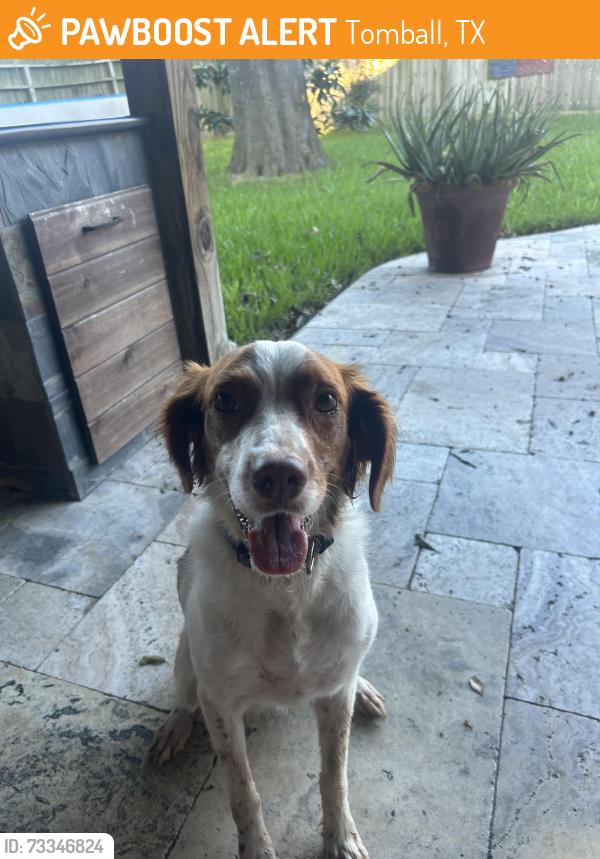 Found/Stray Female Other last seen N. Eldridge and spring cypress, Tomball, TX 77377