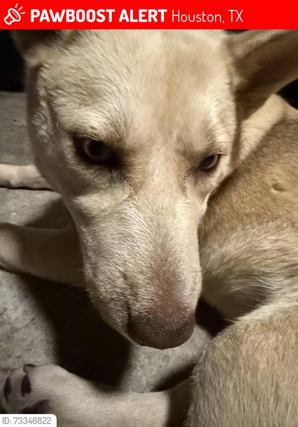 Lost Female Dog last seen Breen rd, Houston, TX 77040