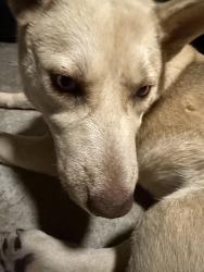 Lost Female Dog last seen Breen rd, Houston, TX 77040