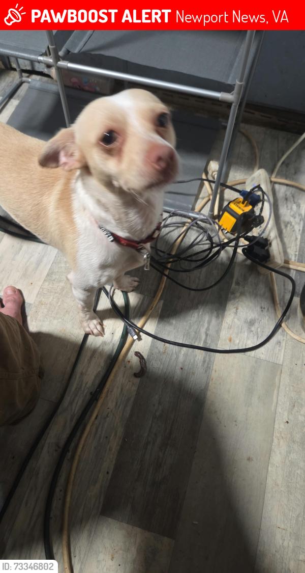 Lost Male Dog last seen Near Warwick blvd Newport News va 23608, Newport News, VA 23608
