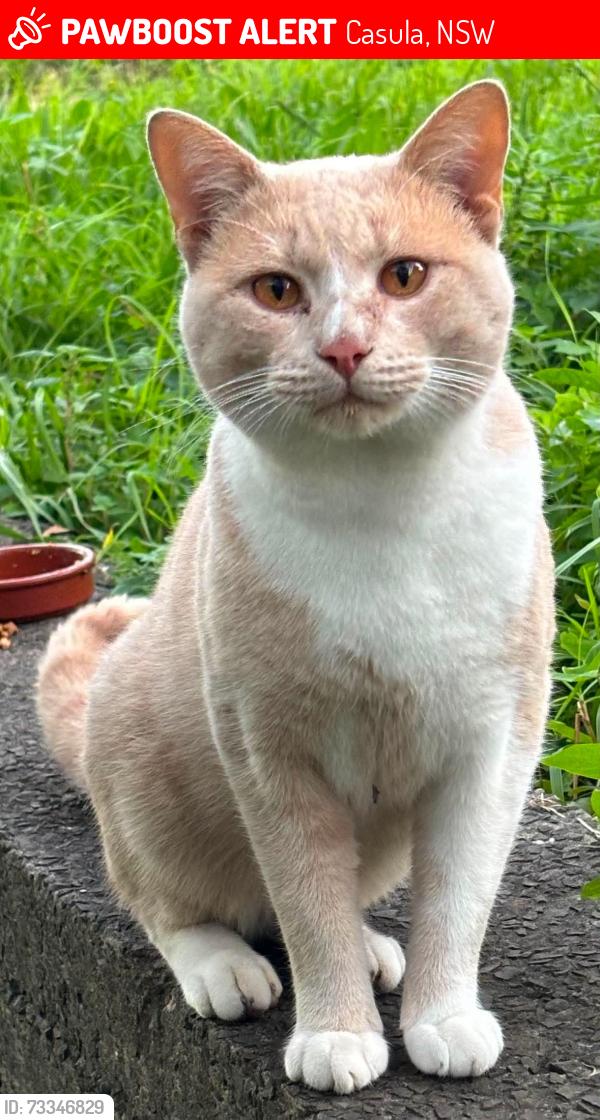 Lost Male Cat last seen Pine road, near Oporto and zambrero, Casula, NSW 2170