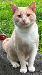 Lost Male Cat last seen Pine road, near Oporto and zambrero, Casula, NSW 2170