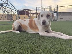 Lost Female Dog last seen Franklin mountain, El Paso, TX 79912
