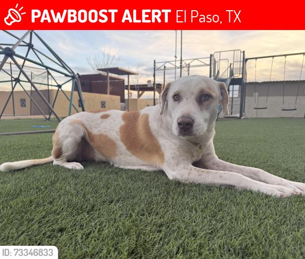 Lost Female Dog last seen Franklin mountain, El Paso, TX 79912