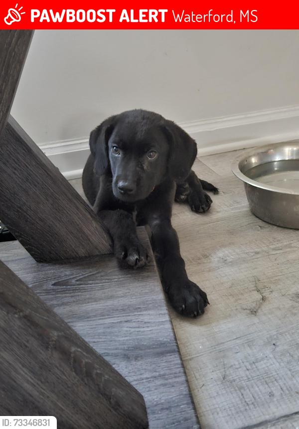 Lost Male Dog last seen MS hwy 7, Waterford, MS 38685