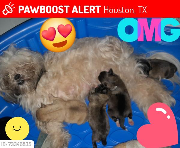 Lost Female Dog last seen Wayside & telephone, Houston, TX 77023