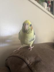 Lost Male Bird last seen Fordham Pl, Claremont, CA 91711