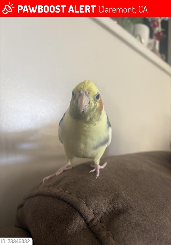 Lost Male Bird last seen Fordham Pl, Claremont, CA 91711