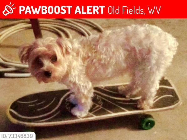 Lost Female Dog last seen U.S. Highway 220 North, Old Fields, WV 26845