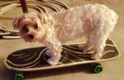 Lost Female Dog last seen U.S. Highway 220 North, Old Fields, WV 26845