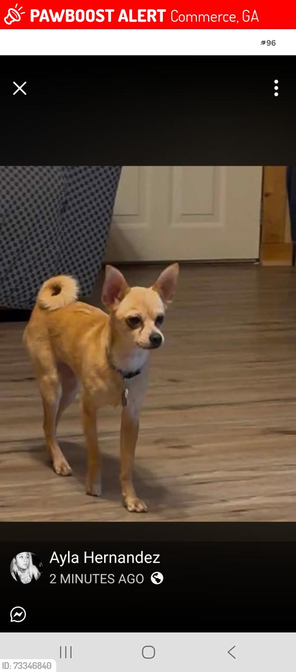Lost Male Dog last seen Near Borders Rd Commerce ga, Commerce, GA 30530