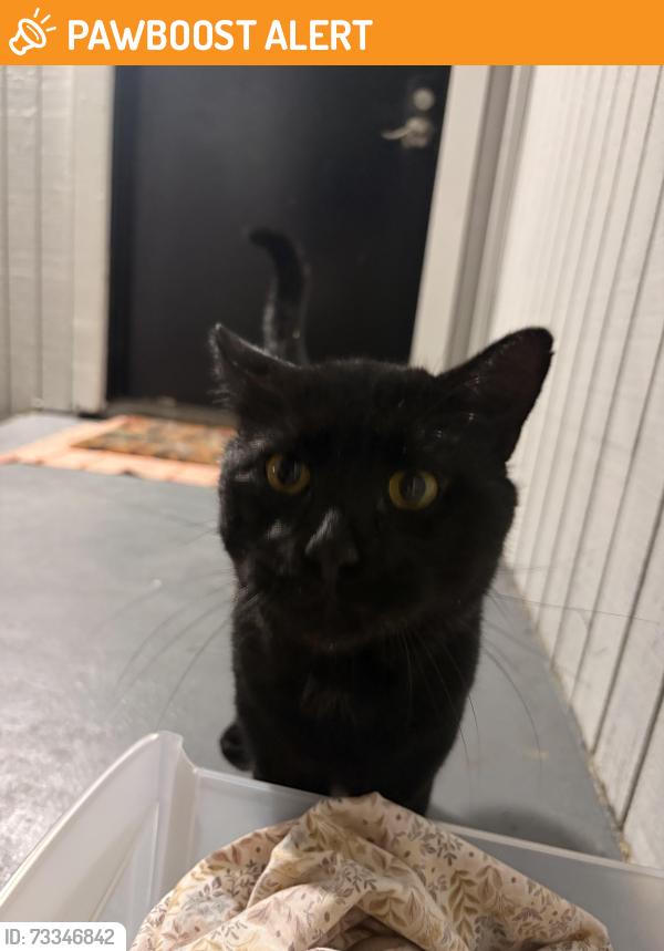 Found/Stray Male Cat last seen The Springs apmt complex, Peachtree Corners, GA 30092