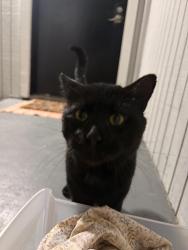 Found/Stray Male Cat last seen The Springs apmt complex, Peachtree Corners, GA 30092