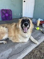 Reunited Male Dog last seen Ranch hse Rd., Willow Park, TX 76087