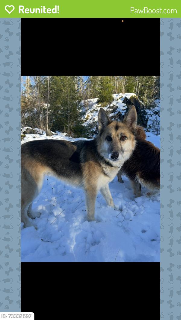 Reunited Female Dog last seen N mill st an lake dr Clearlake wa 98235, Clear Lake, WA 98235