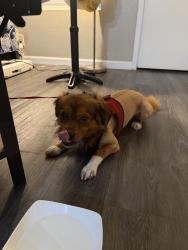 Found/Stray Male Dog last seen Near th st and grand, Long Beach, CA 90804