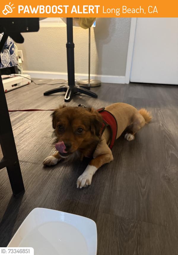 Found/Stray Male Dog last seen Near th st and grand, Long Beach, CA 90804