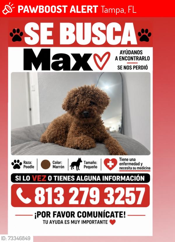 Lost Male Dog last seen Leto,Tampa, Tampa, FL 33614