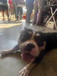 Found/Stray Female Dog last seen Neighborhood, Fayetteville, NC 28304