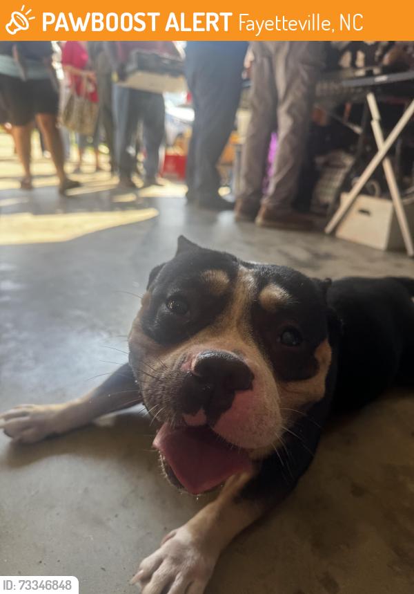 Found/Stray Female Dog last seen Neighborhood, Fayetteville, NC 28304