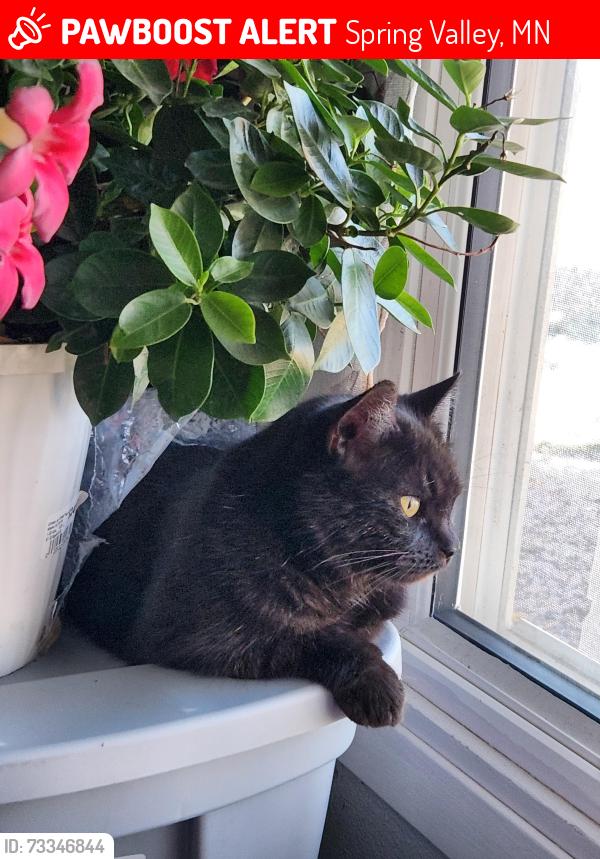 Lost Female Cat last seen 265th street/Mower Cty Rd 2, Spring Valley, MN 55975