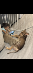 Reunited Male Dog last seen Adanson st and lee rd area, Orlando, FL 32804