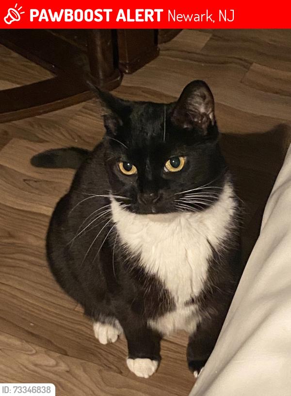 Lost Female Cat last seen Clinton Av and Milford Av, Newark, NJ 07108