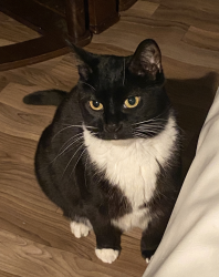 Lost Female Cat last seen Clinton Av and Milford Av, Newark, NJ 07108