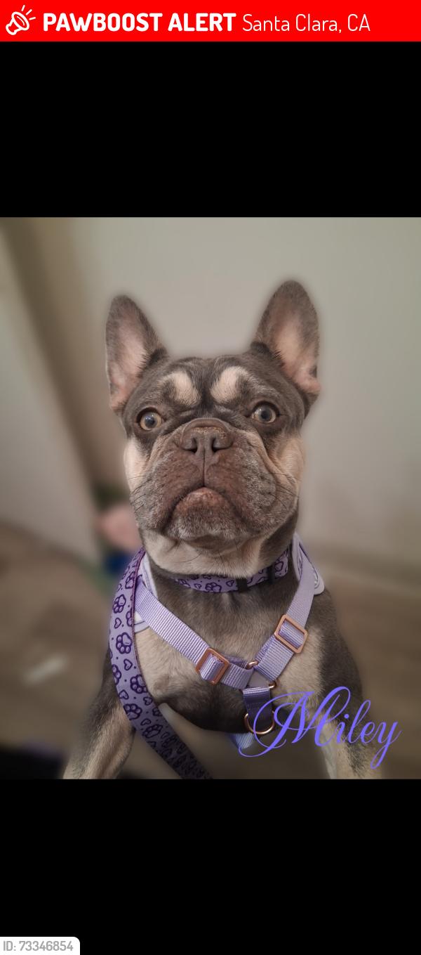 Lost Female Dog last seen Great mall, Santa Clara, CA 95050