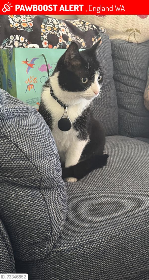 Lost Male Cat last seen Winchester Ave Great Sankey WA5, , England WA5