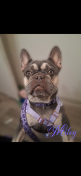 Lost Female Dog last seen Great mall, Santa Clara, CA 95050