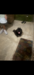 Found/Stray Unknown Dog last seen Main oak st, Houston, TX 77038