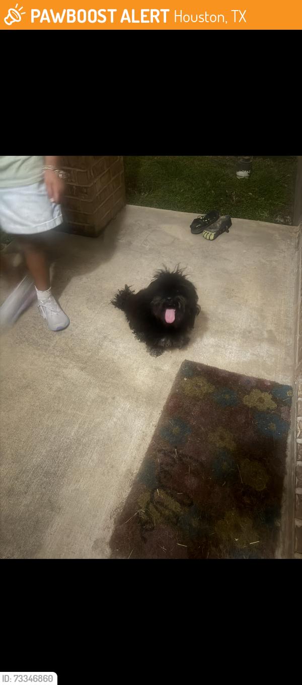 Found/Stray Unknown Dog last seen Main oak st, Houston, TX 77038