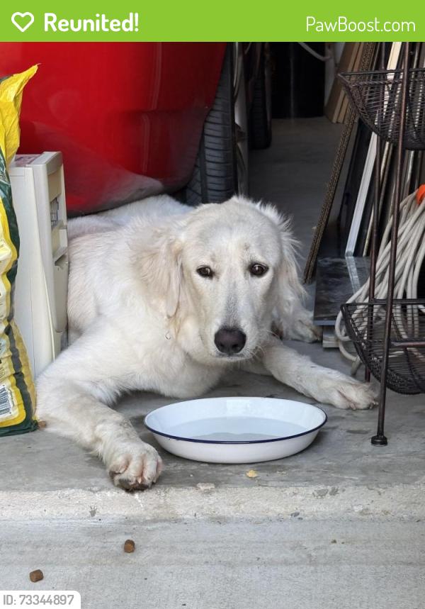 Reunited Unknown Dog last seen W branch rd, garland, tx, Garland, TX 75040