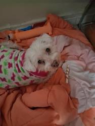 Lost Male Dog last seen Arbor, Delamp, Long Beach, CA 90808