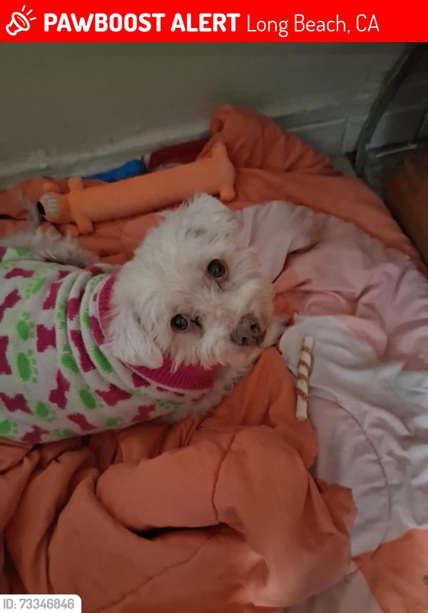 Lost Male Dog last seen Arbor, Delamp, Long Beach, CA 90808