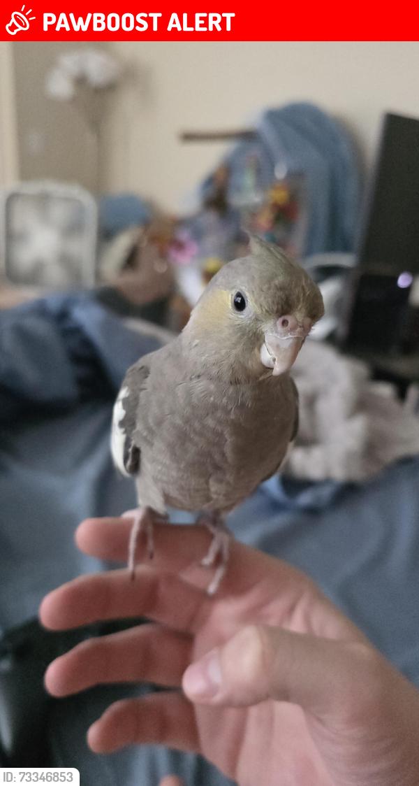 Lost Female Bird last seen Heading towards Auten road from Victoria Ct., Hillsborough Township, NJ 08844
