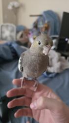 Lost Female Bird last seen Heading towards Auten road from Victoria Ct., Hillsborough Township, NJ 08844