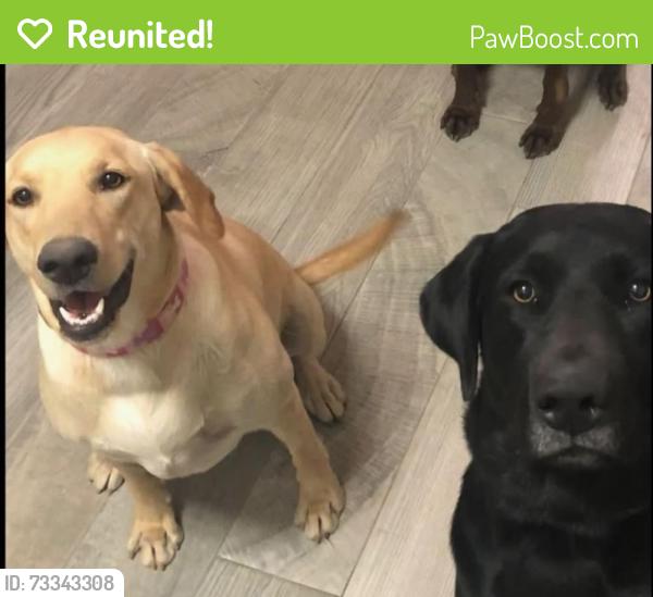 Reunited Female Dog last seen Drexel and Liberty, Tucson, AZ 85706