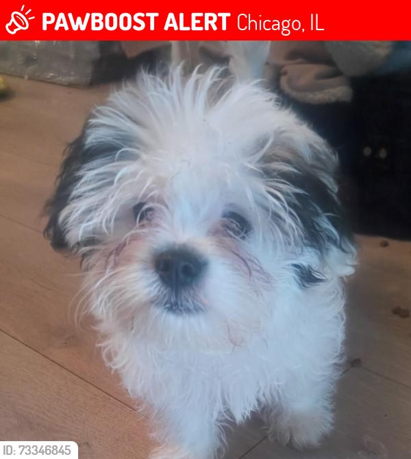 Lost Male Dog last seen Paulina st between 50th and 51st street, Chicago, IL 60609
