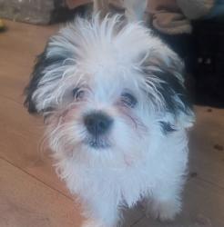 Lost Male Dog last seen Paulina st between 50th and 51st street, Chicago, IL 60609
