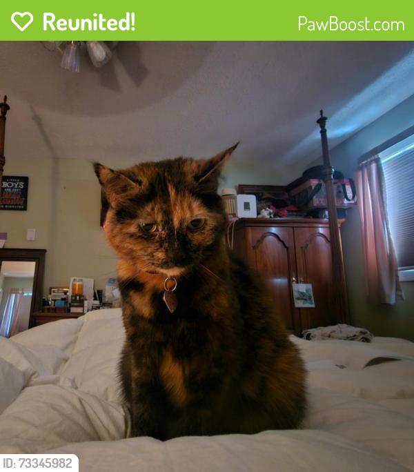 Reunited Female Cat last seen Patricia and Edward Drive, Allentown, PA 18103
