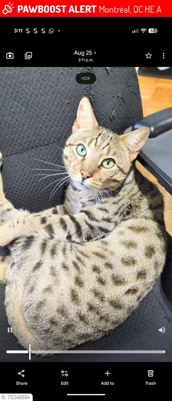 Lost Male Cat last seen Rue angers, Montréal, QC H4E 4A9