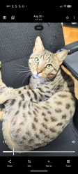 Lost Male Cat last seen Rue angers, Montréal, QC H4E 4A9