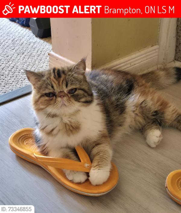 Lost Female Cat last seen Jordan/Jefferson, Brampton, ON L6S 2M6